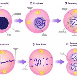 Mitosis cycle cell phase steps prophase mitotic stages cells division biology anaphase telophase metaphase order cytokinesis prometaphase sequence libretexts step