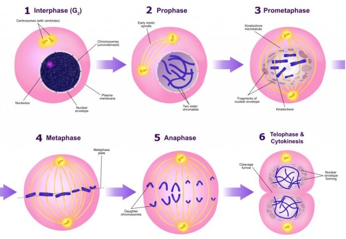 Mitosis cycle cell phase steps prophase mitotic stages cells division biology anaphase telophase metaphase order cytokinesis prometaphase sequence libretexts step