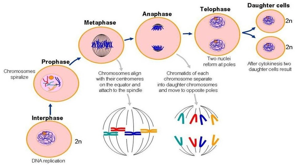 Place the following events of mitosis in the correct order