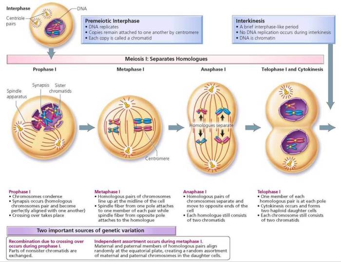 Mitosis cell mitotic prophase metaphase cytokinesis anaphase telophase prometaphase occur shown phases divided chromosomes spindle chromatids envelope sister reproduction nucleus